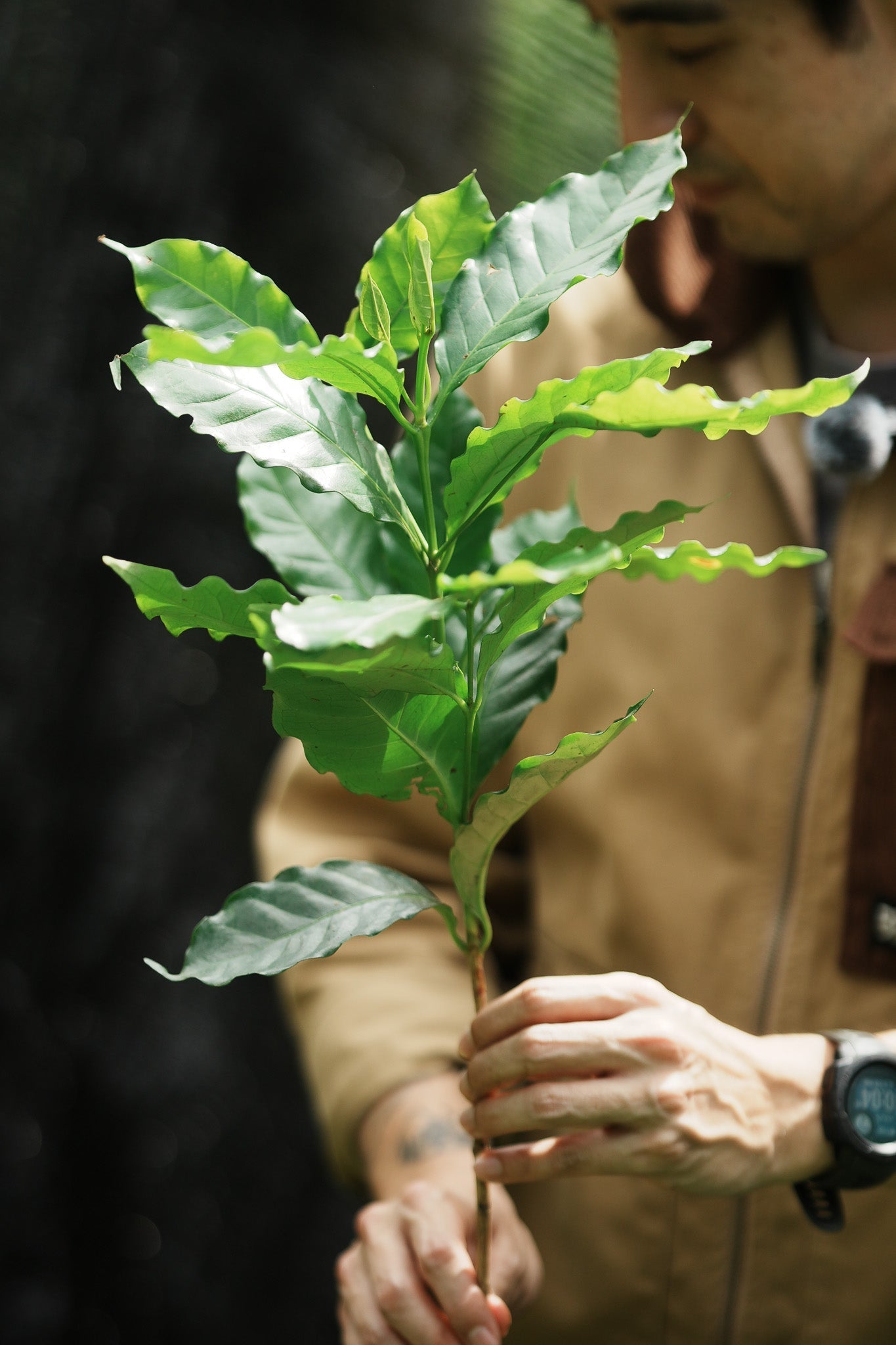 Reading the Tree: The Living Story of Coffee Across Seasons