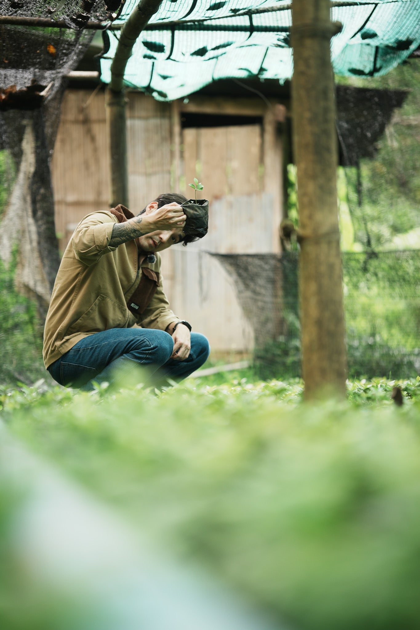 Why Typica: A Timeless Variety and the Art of Planting It Right